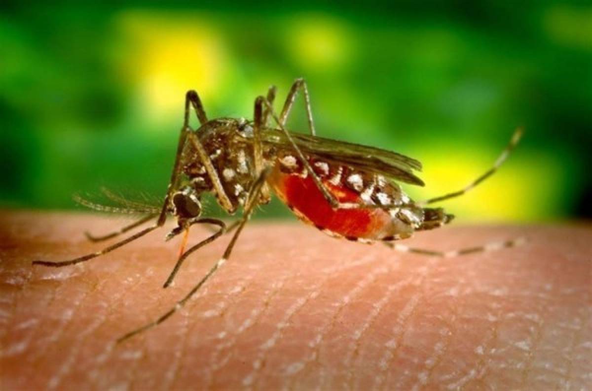 Lo que tiene que saber del virus zika en América Latina