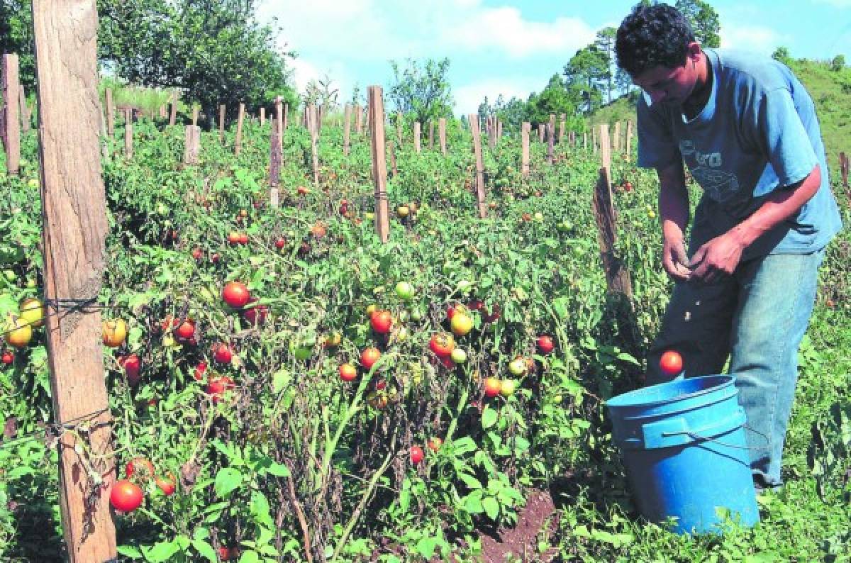 Honduras: Consejo de Ministros aprobará la fusión de Banhprovi y Banadesa