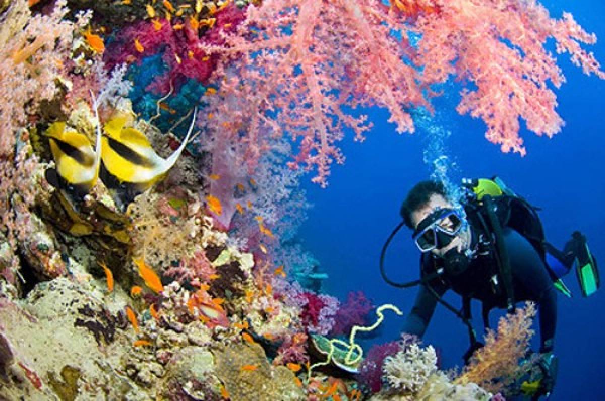 La Gran Barrera de Coral, más amenazada de lo que se pensaba