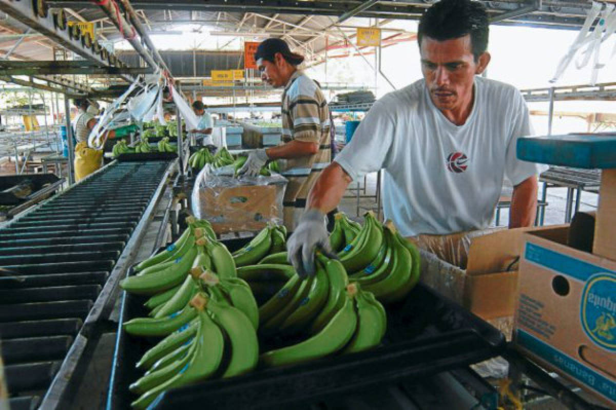 Banano cerró 2011 con repunte de 18.6% en valor exportado