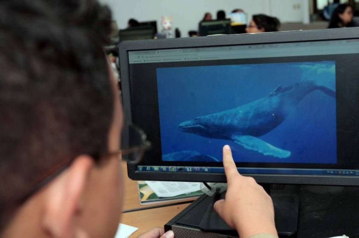Honduras: Advierten de peligros por juego 'la ballena azul”