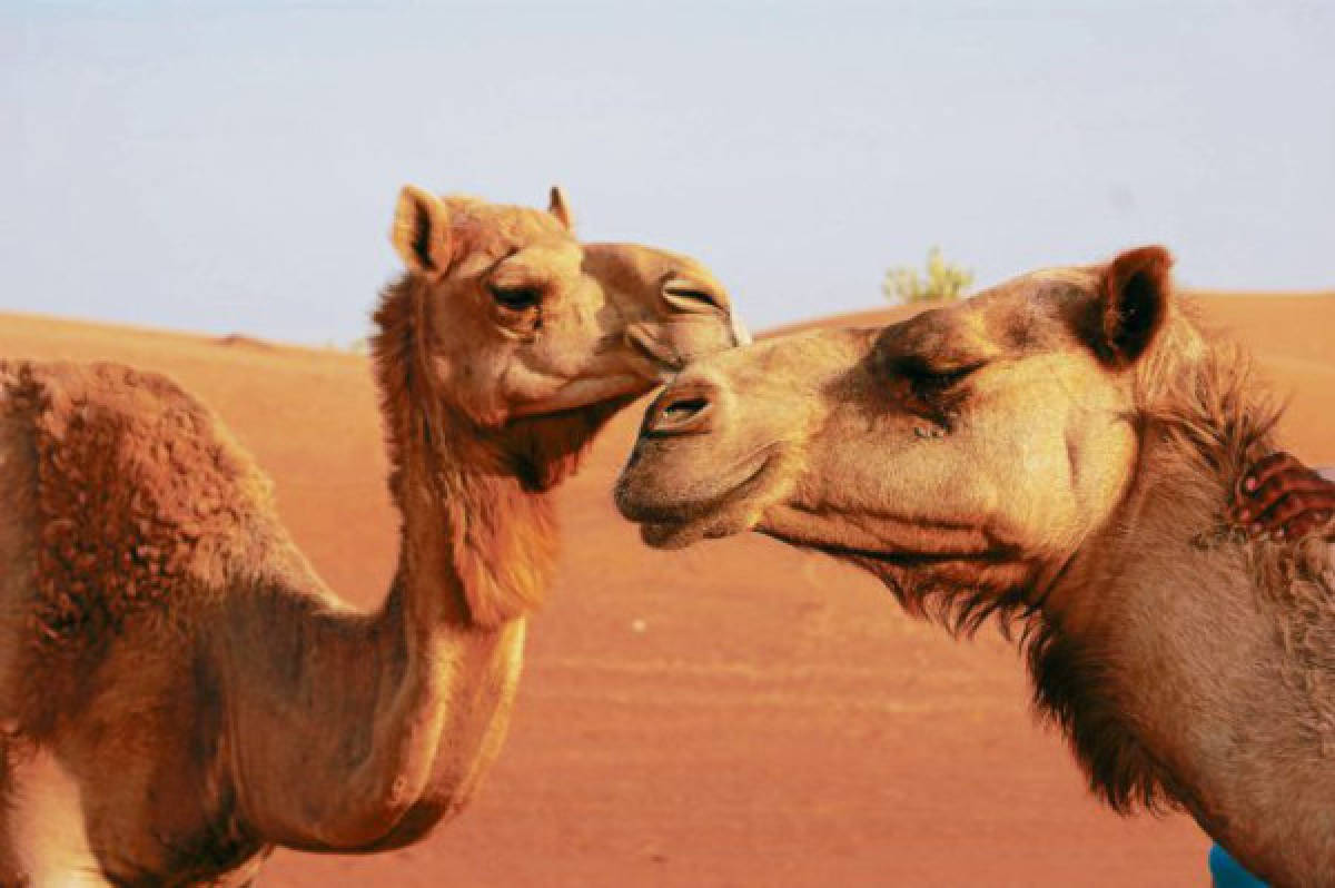 Prohíben operaciones estéticas para camellos