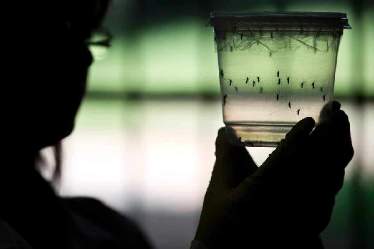 El zika también puede provocar mielitis, grave trastorno de los miembros   