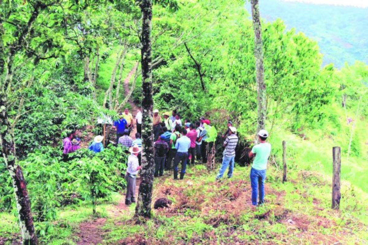 Productores de café de Olancho le apuestan a la expansión del rubro