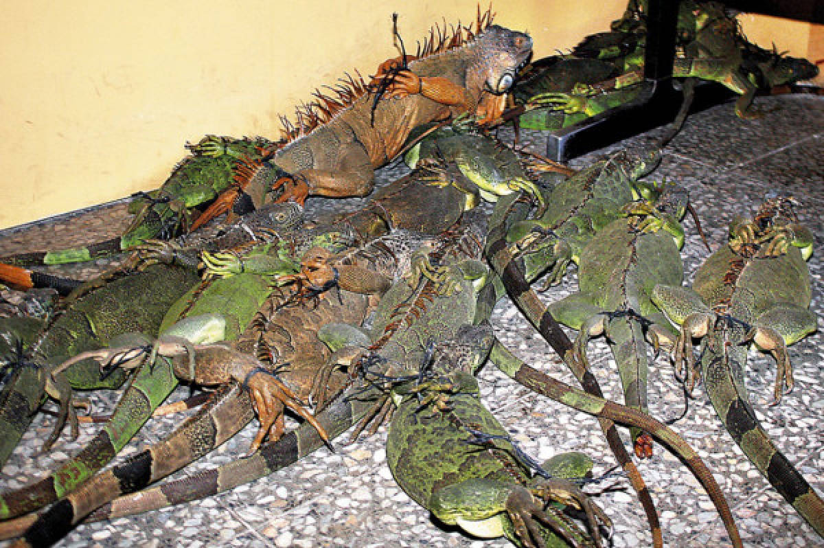 Decomisan garrobos e iguanas en Marcovia