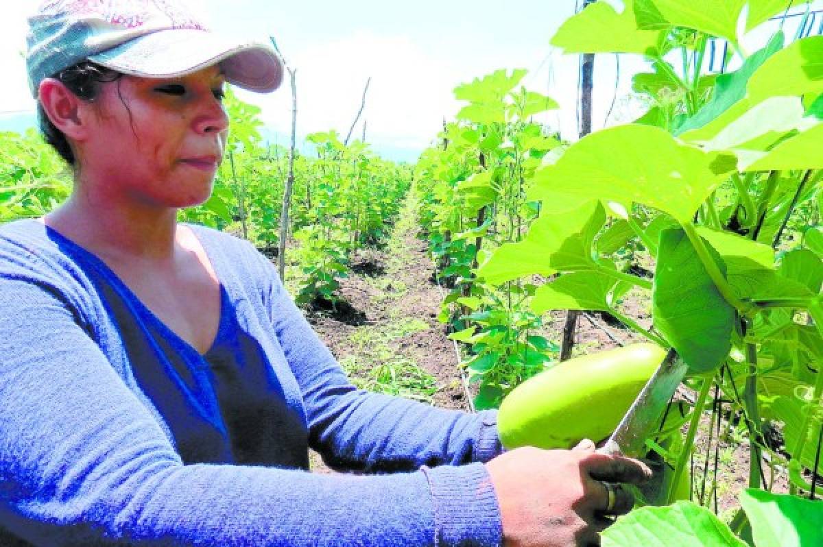 Los vegetales orientales son los productos de mayor demanda.