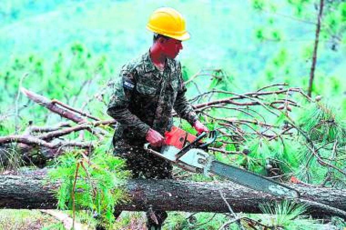 TO GO WITH AFP STORY BY NOE LEIVAA soldier cuts in pieces logs from trees affected by the southern pine beetle (Dentroctomus frontalis) plague and cut down in a forested area in Talanga, 90 km north of Tegucigalpa, on November 8, 2015. This unprecedent ecological catastrophe in Honduras was boosted by the raise in temperatures caused by the climate change. Honduras has million hectares of forests, 1,9 of whom of pines. AFP PHOTO/Orlando SIERRA