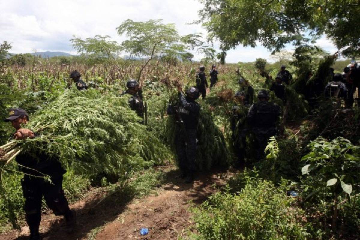 Hallan sembradío de marihuana en El Porvenir