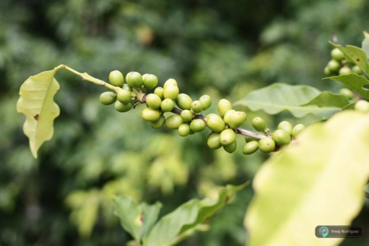 San Juancito, un legado de riqueza histórica y natural