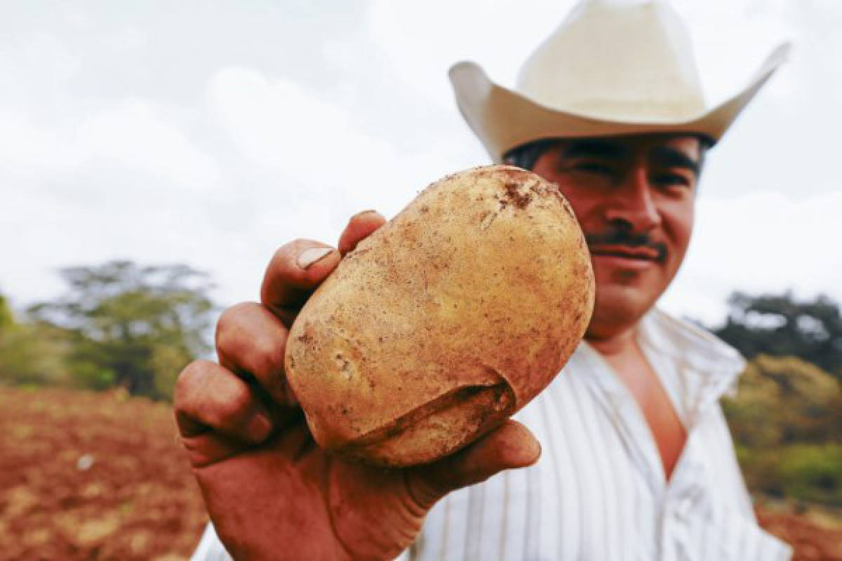 Pequeños productores cubren demanda capitalina