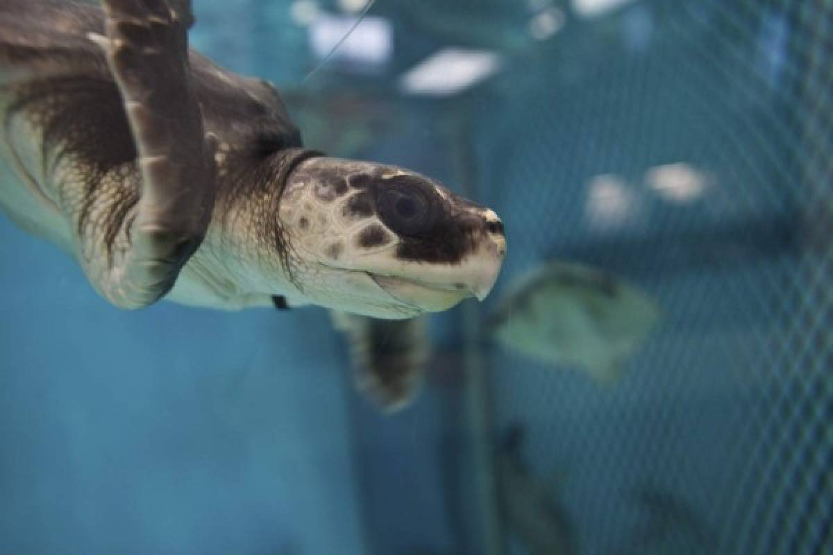 Miles de tortugas varadas en las costas estadounidenses