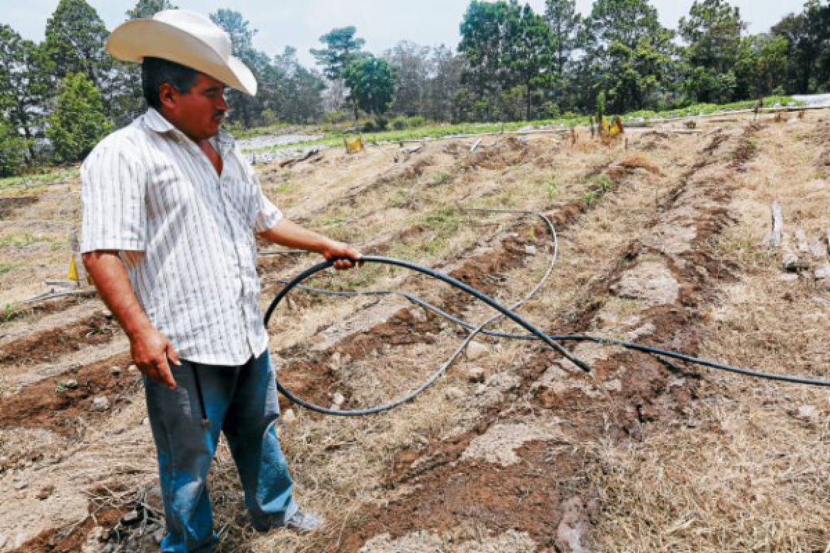 Estado abandonó a los pequeños productores