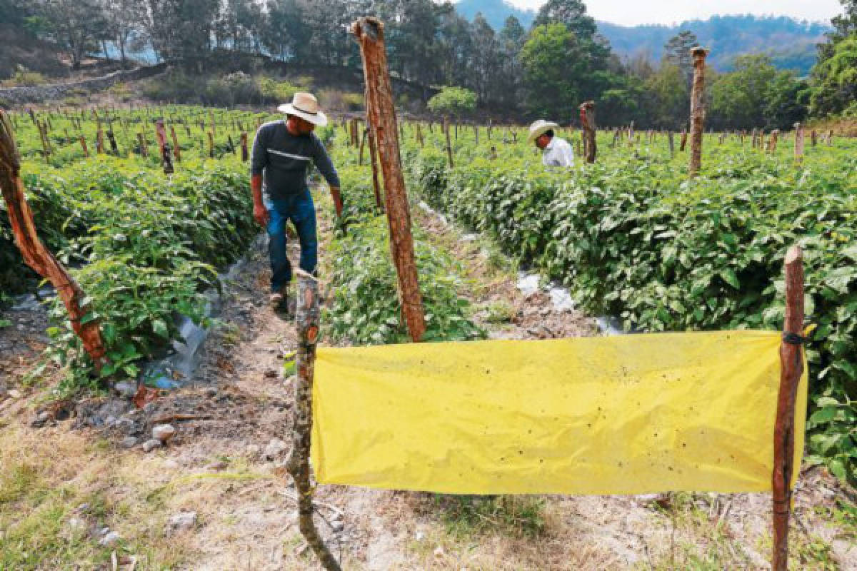 Estado abandonó a los pequeños productores