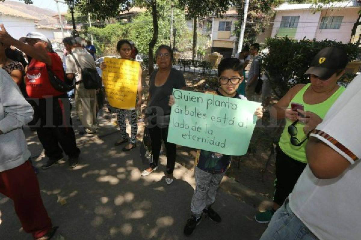 Tegucigalpa: Capitalinos protestan por supuesto plan para talar árboles en parque La Leona