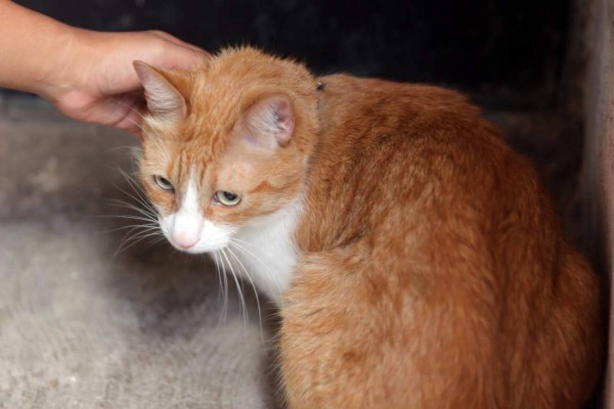 Técnicas para educar a su gatito