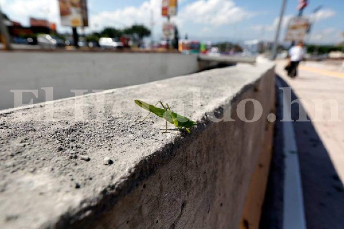 Las tradicionales esperanzas de invierno invaden el Túnel del Juan Pablo II