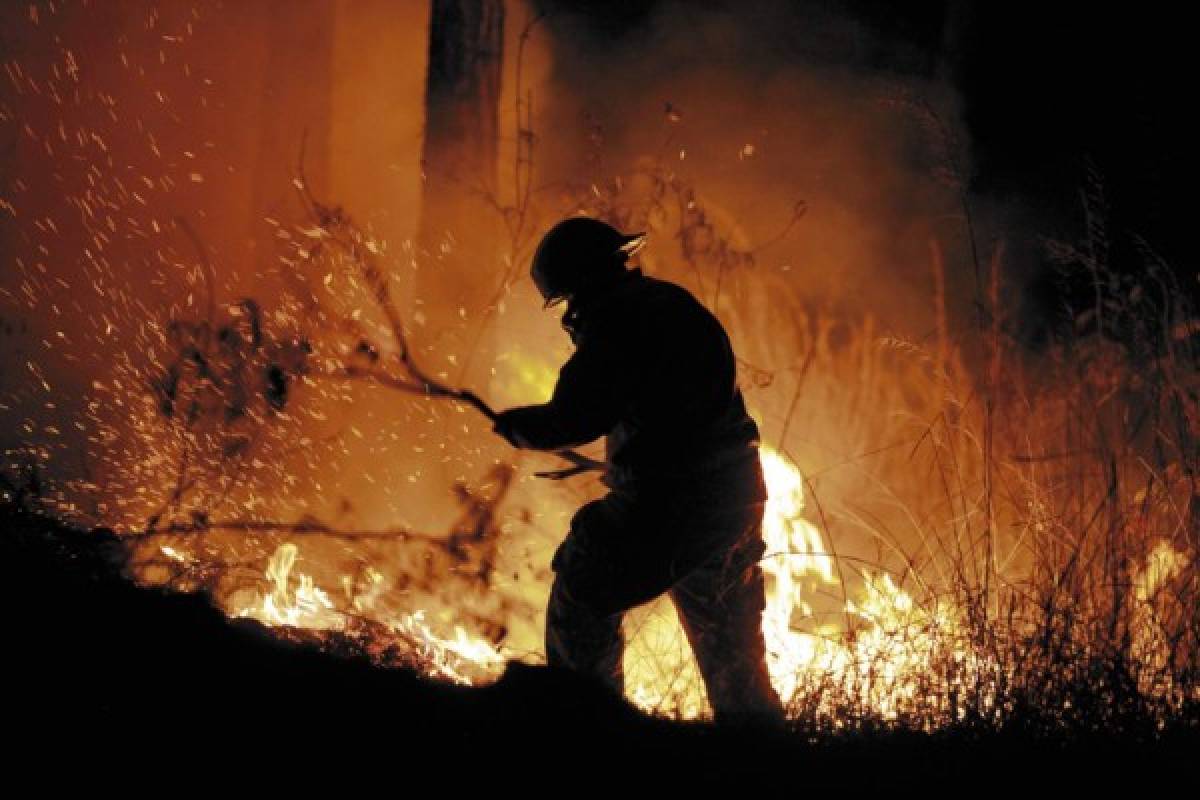 Unas 20,473 hectáreas de bosque afectadas por incendios forestales