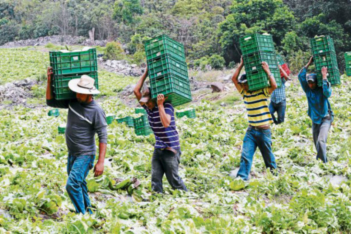 Pequeños productores cubren demanda capitalina