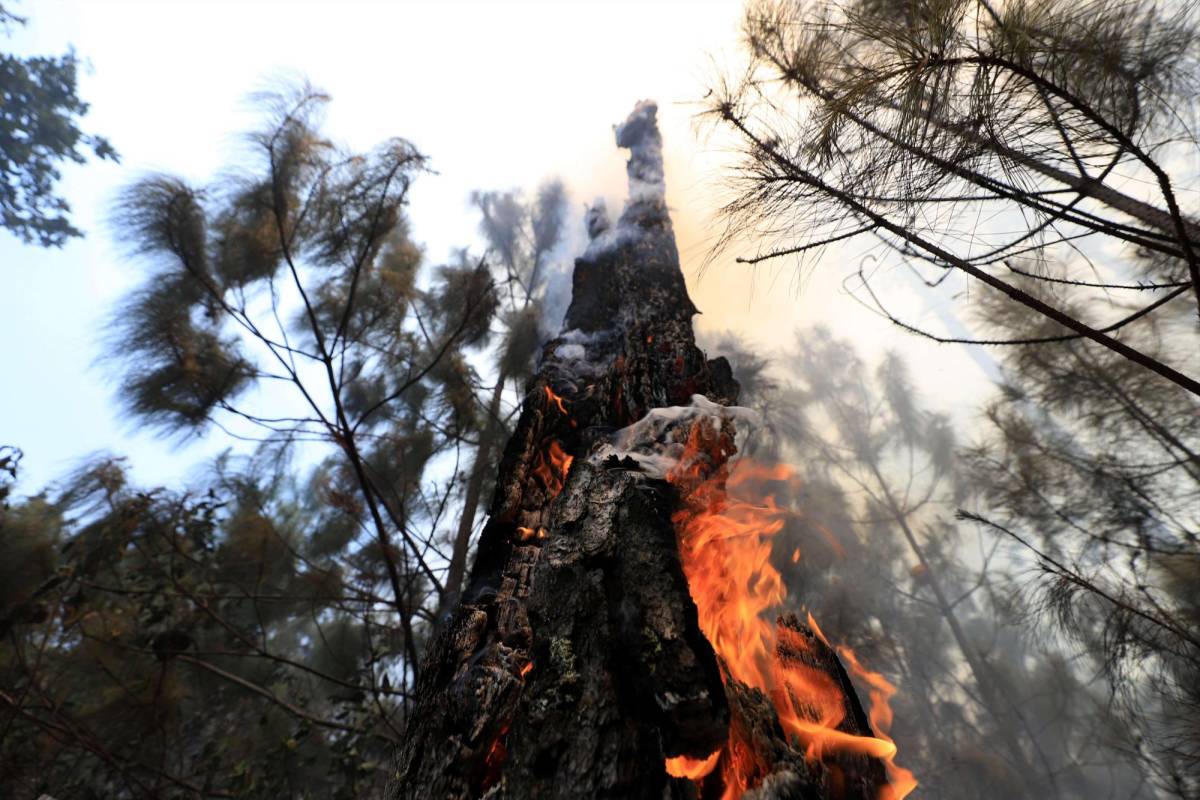 ¿Cuántas hectáreas de bosque dañó el incendio forestal en El Hatillo y La Tigra?