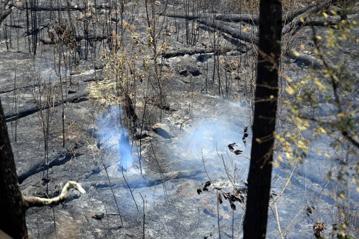 ¿Cuántas hectáreas de bosque dañó el incendio forestal en El Hatillo y La Tigra?