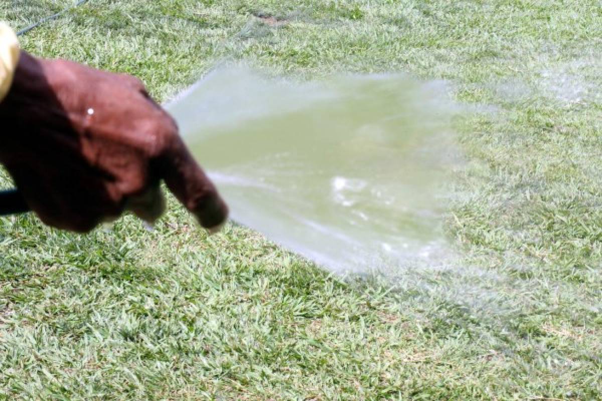 Cuidados para renovar el jardín