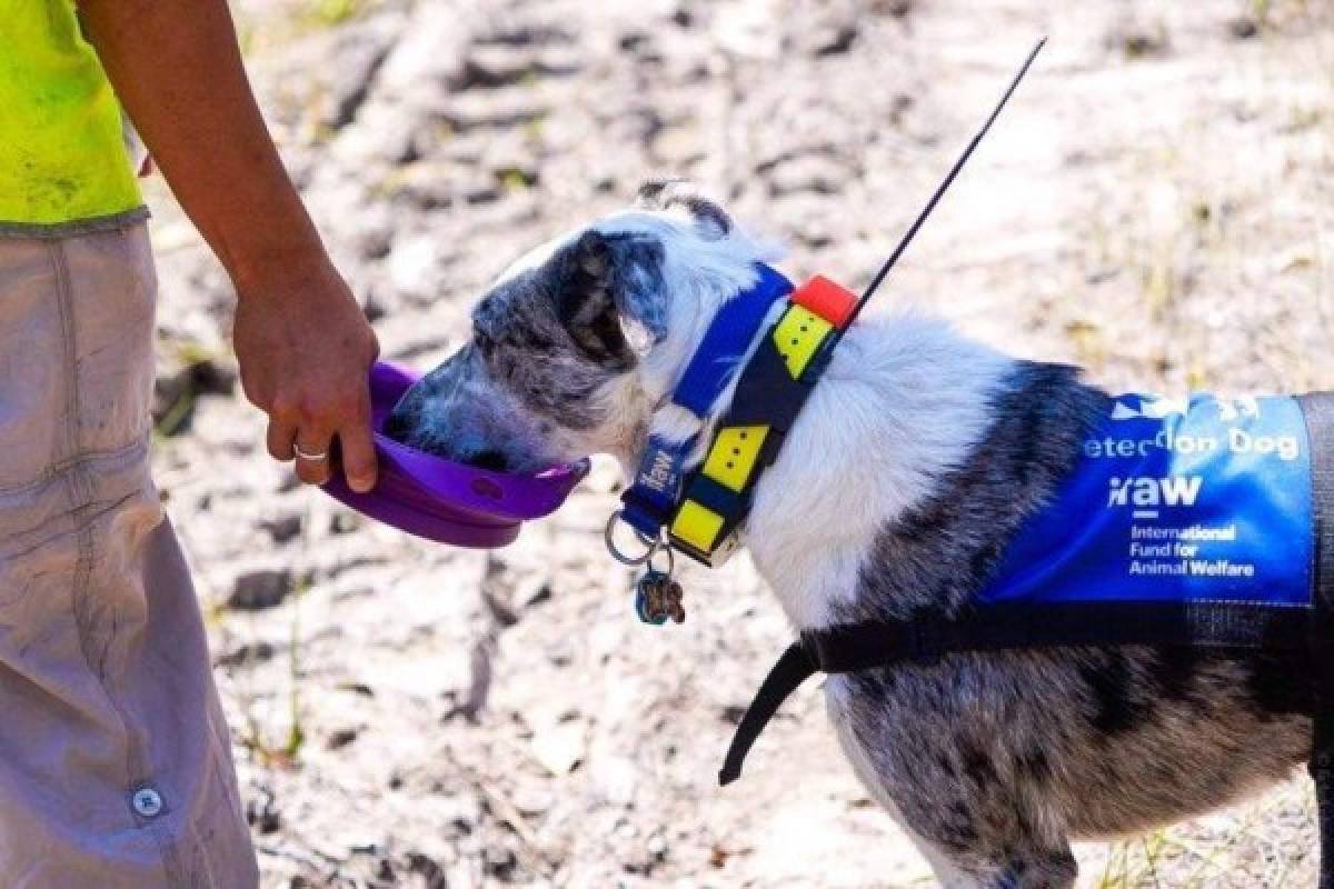 Oso, el perrito que rescata koalas de los incendios en Australia