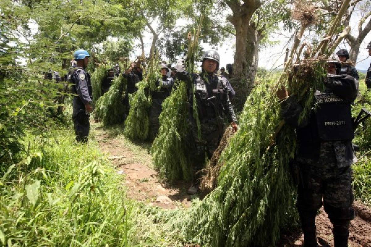 Hallan sembradío de marihuana en El Porvenir