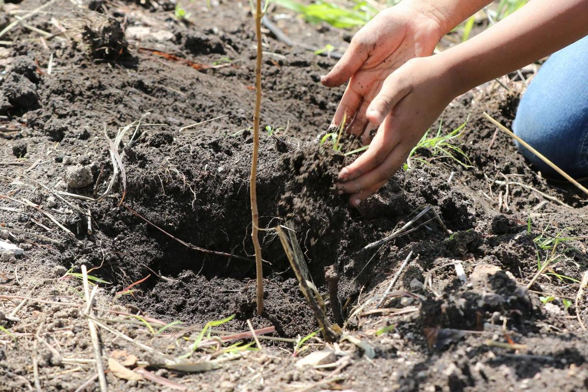 Exitosa jornada de recuperación del bosque de Fundación Terra