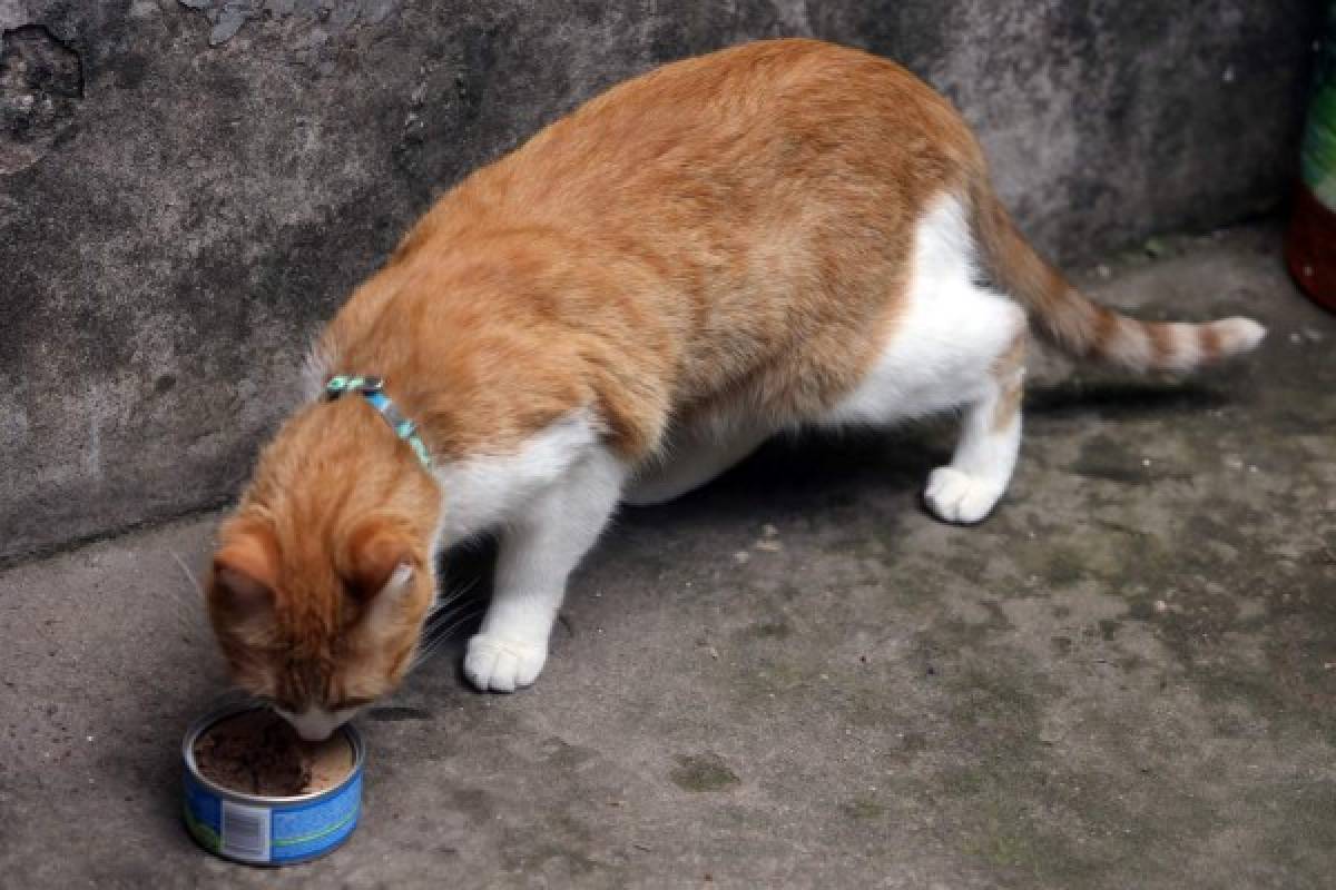 Técnicas para educar a su gatito