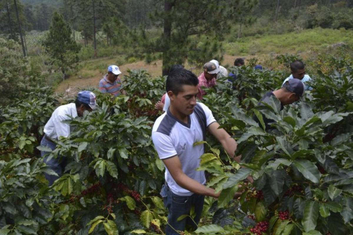 Cosecha de café crecerá en un 15% en Honduras