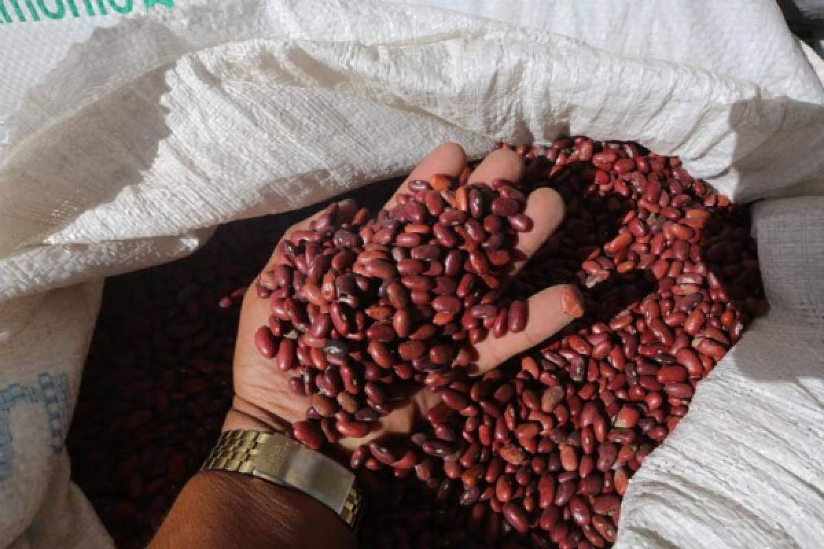 Más de mil quintales de frijoles enterrados en salida a Olancho