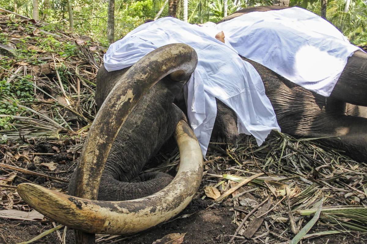 Muere Raja, el elefante más sagrado de Sri Lanka a los 68 años