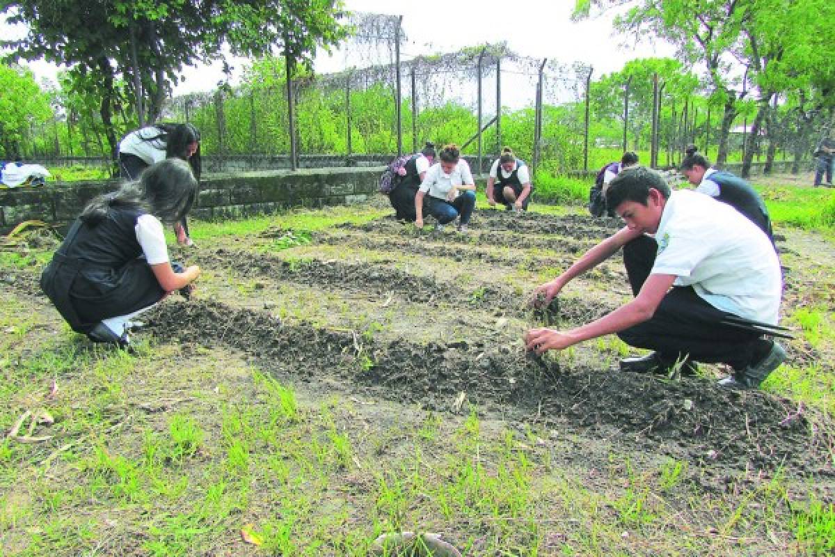 Huertos pedagógicos abastecen merienda escolar en Choluteca