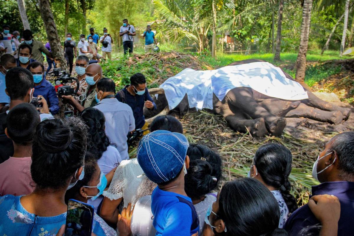 Muere Raja, el elefante más sagrado de Sri Lanka a los 68 años