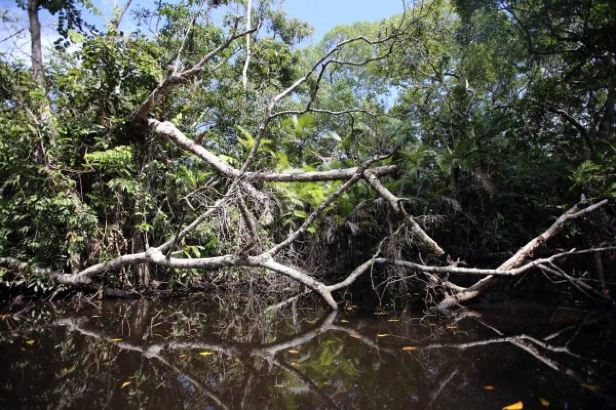 Recarga de adrenalina en El Río Plátano