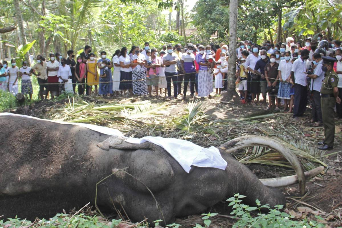 Muere Raja, el elefante más sagrado de Sri Lanka a los 68 años