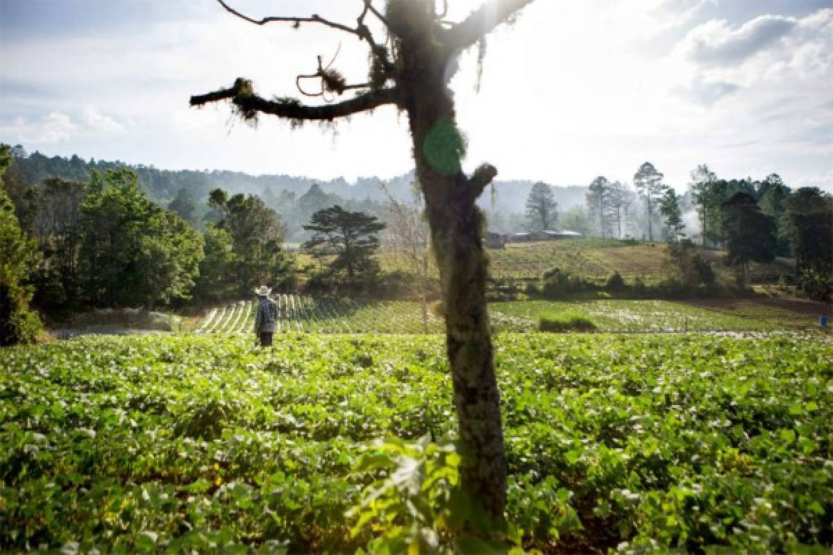 Honduras: Emiliano Domínguez, 'héroe” en el agro