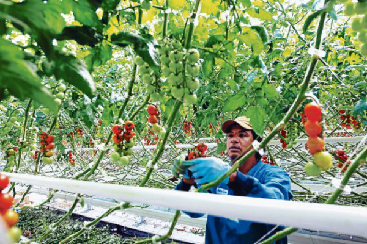 En las granjas agrícolas inicia el sueño de los hondureños en Canadá