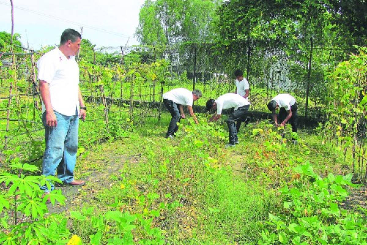 Huertos pedagógicos abastecen merienda escolar en Choluteca