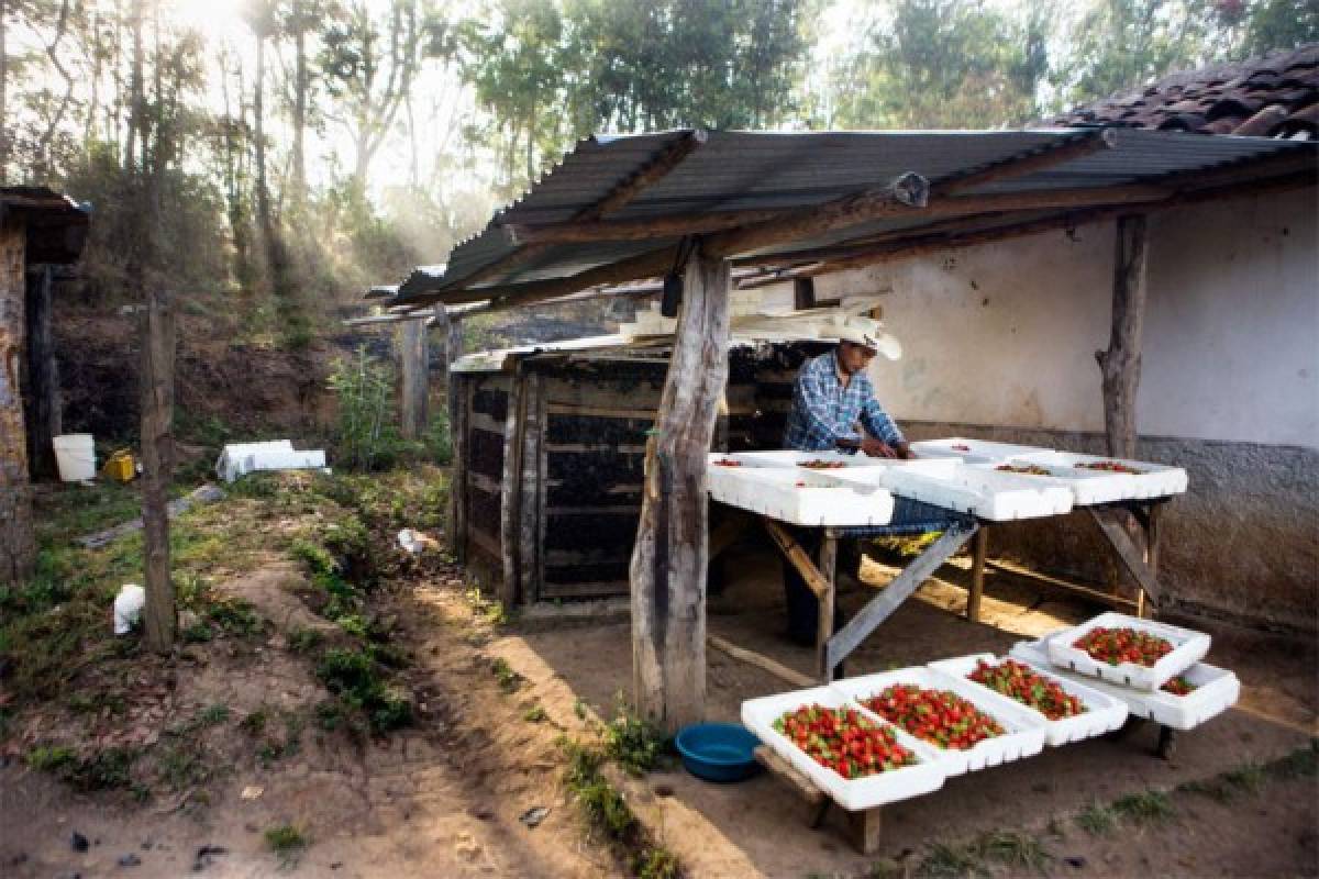 Honduras: Emiliano Domínguez, 'héroe” en el agro