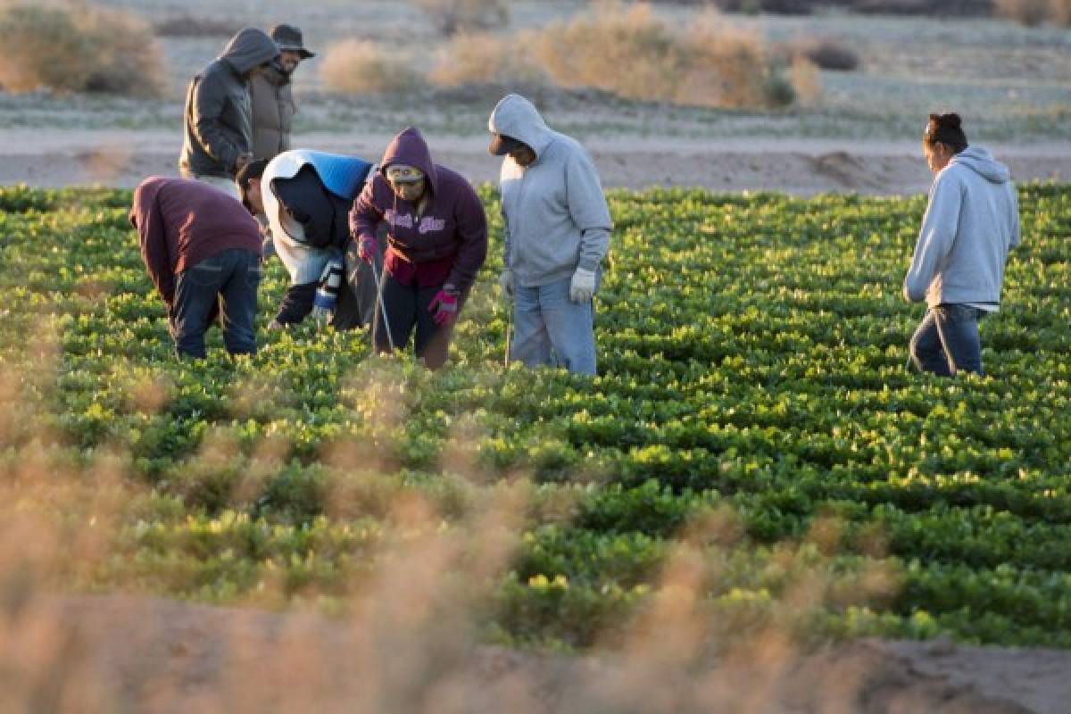 Hondureños envían un promedio de $461.10 mensuales en remesas