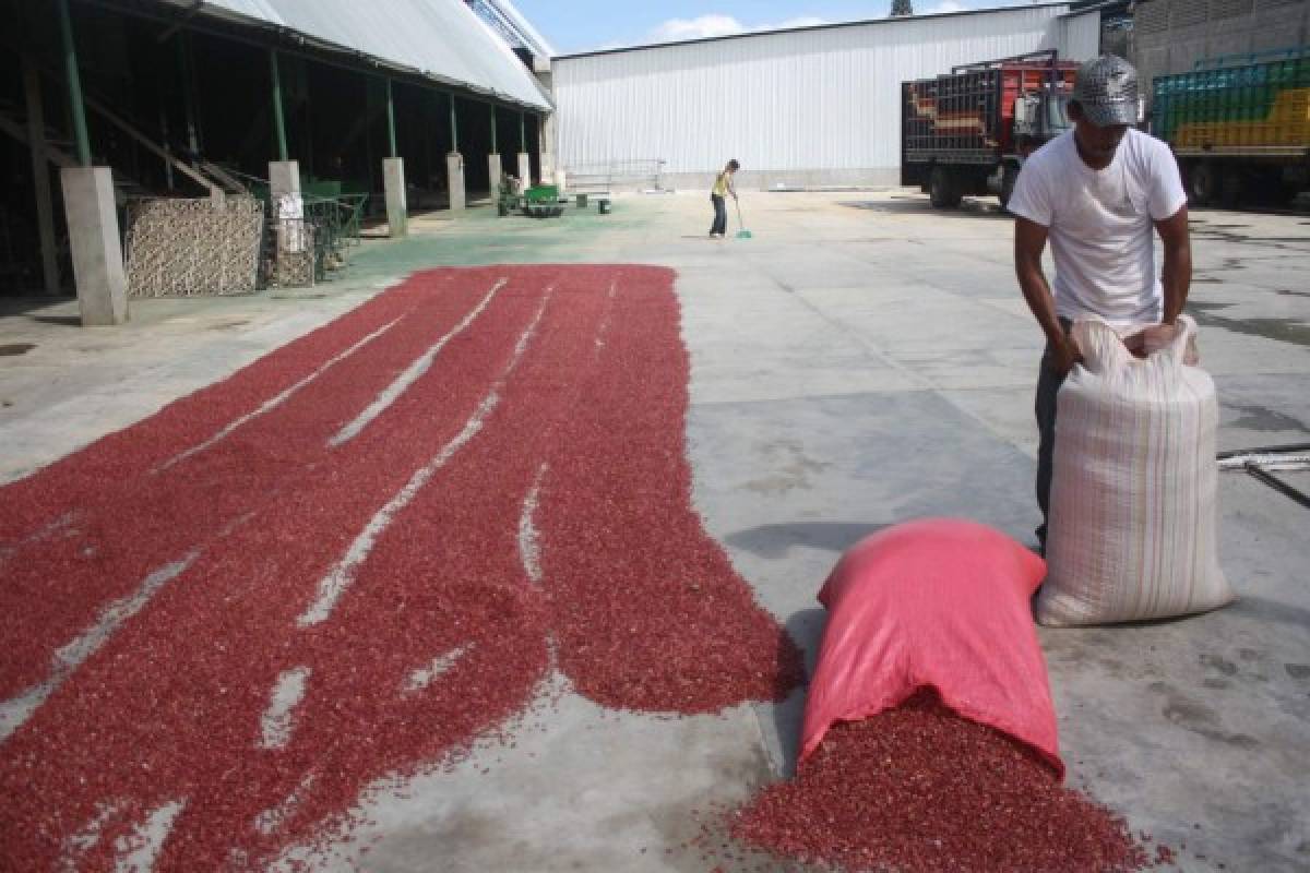 Productores de El Paraíso tienen garantizada venta de granos