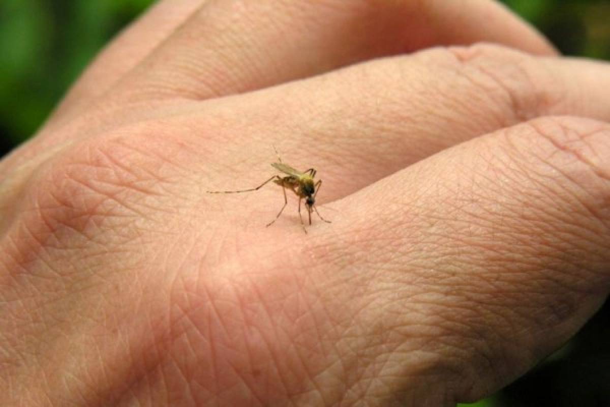 Seguimiento para afectados con chikungunya