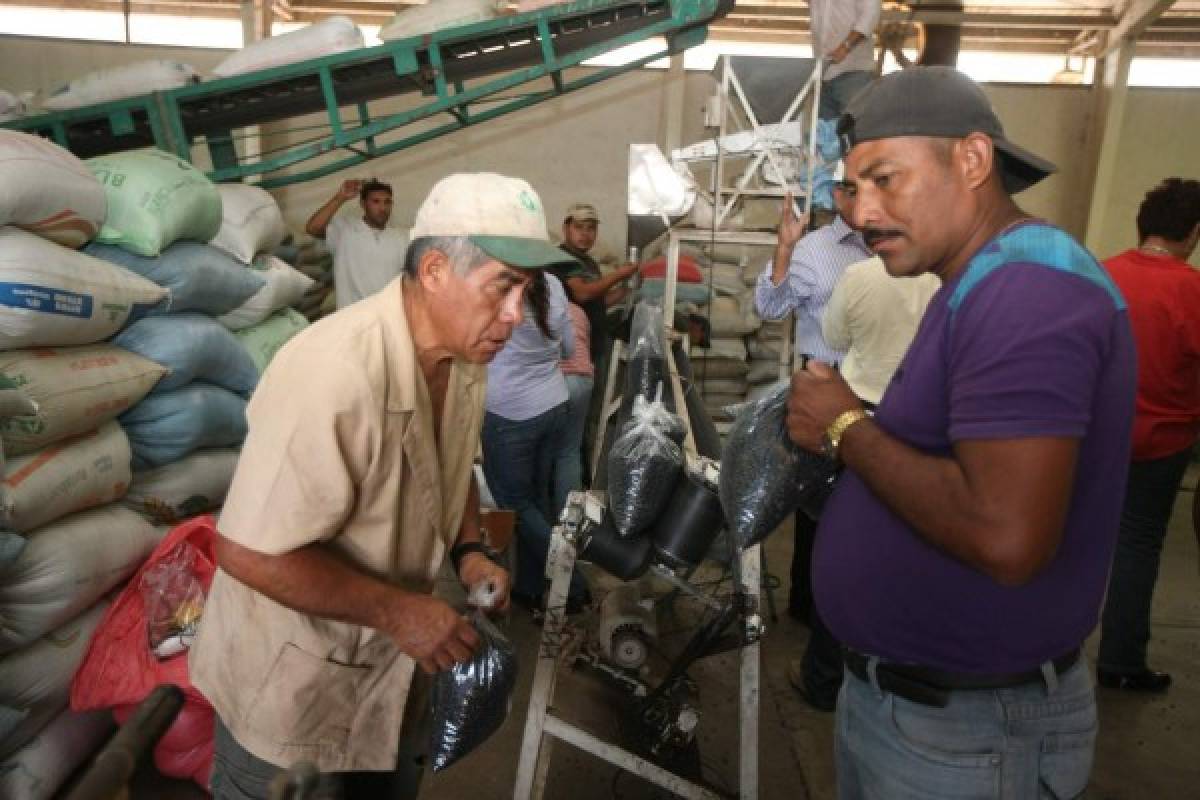 Honduras: Acciones del gobierno no frenan alzas a los frijoles