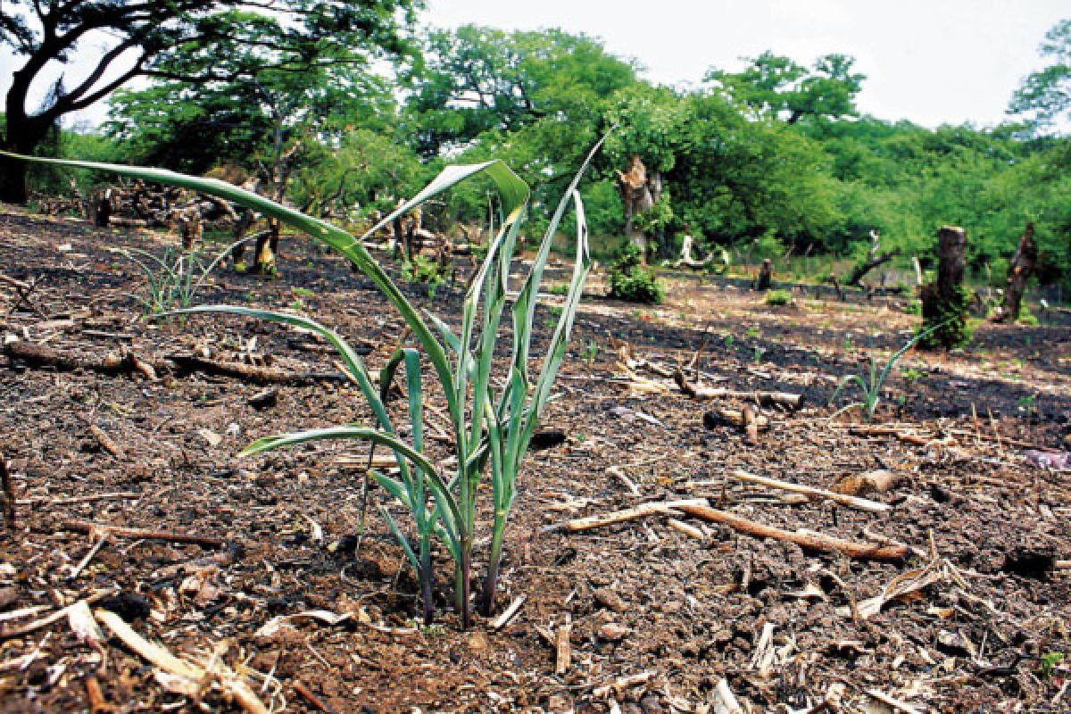 Urge mejorar prácticas agrícolas en zona sur de Honduras