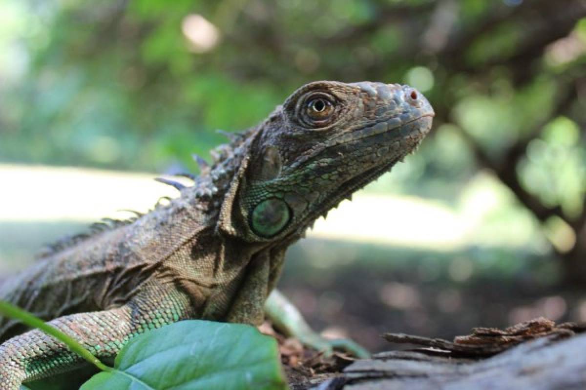 Liberan más de mil iguanas verdes