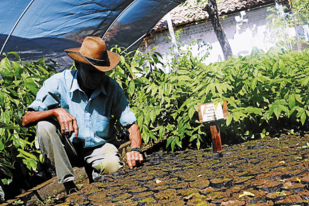 Vencerán el hambre con árboles frutales