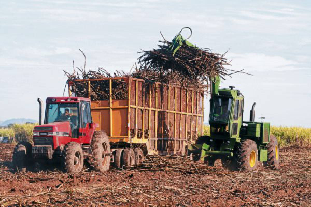 MÃ¡s de 8,000 empleos generarÃ¡ zafra de caÃ±a de azÃºcar en la zona sur de  Honduras