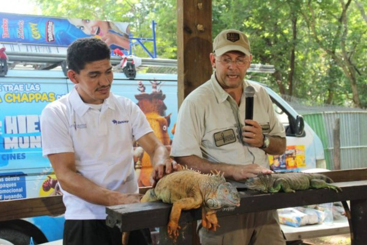 Liberan más de mil iguanas verdes