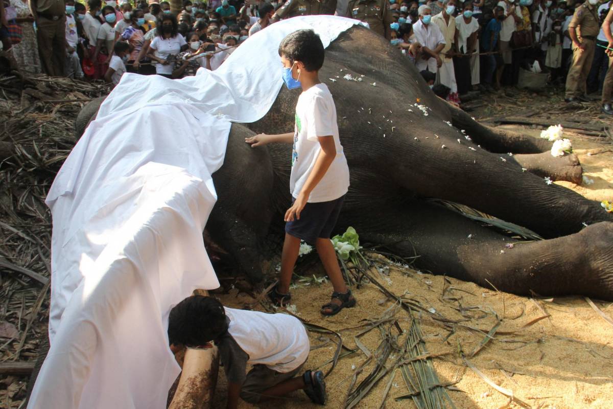 Muere Raja, el elefante más sagrado de Sri Lanka a los 68 años